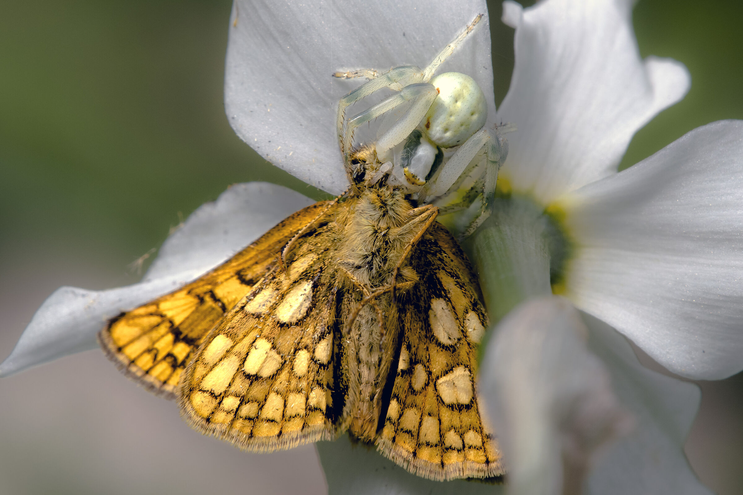 Misumena vatia che preda Carterocephalus palaemon