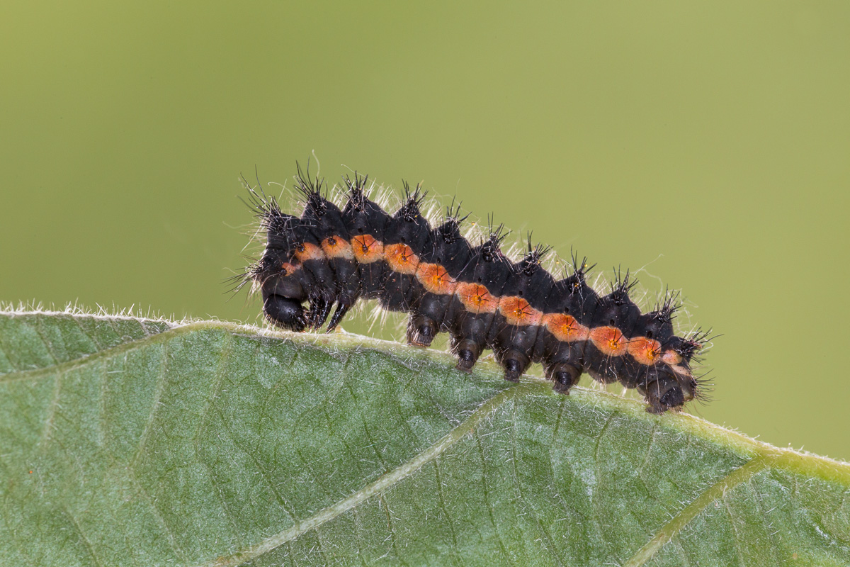 Bruco al secondo stadio di Saturnia pavoniella ...