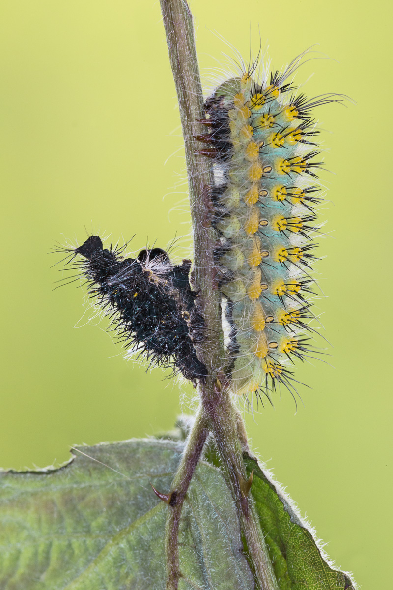 Bruco al terzo stadio di Saturnia pavoniella ...