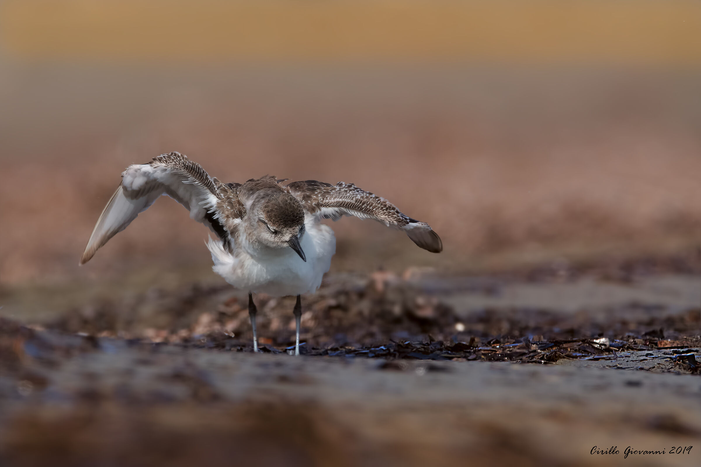 la scrollatina della pivieressa