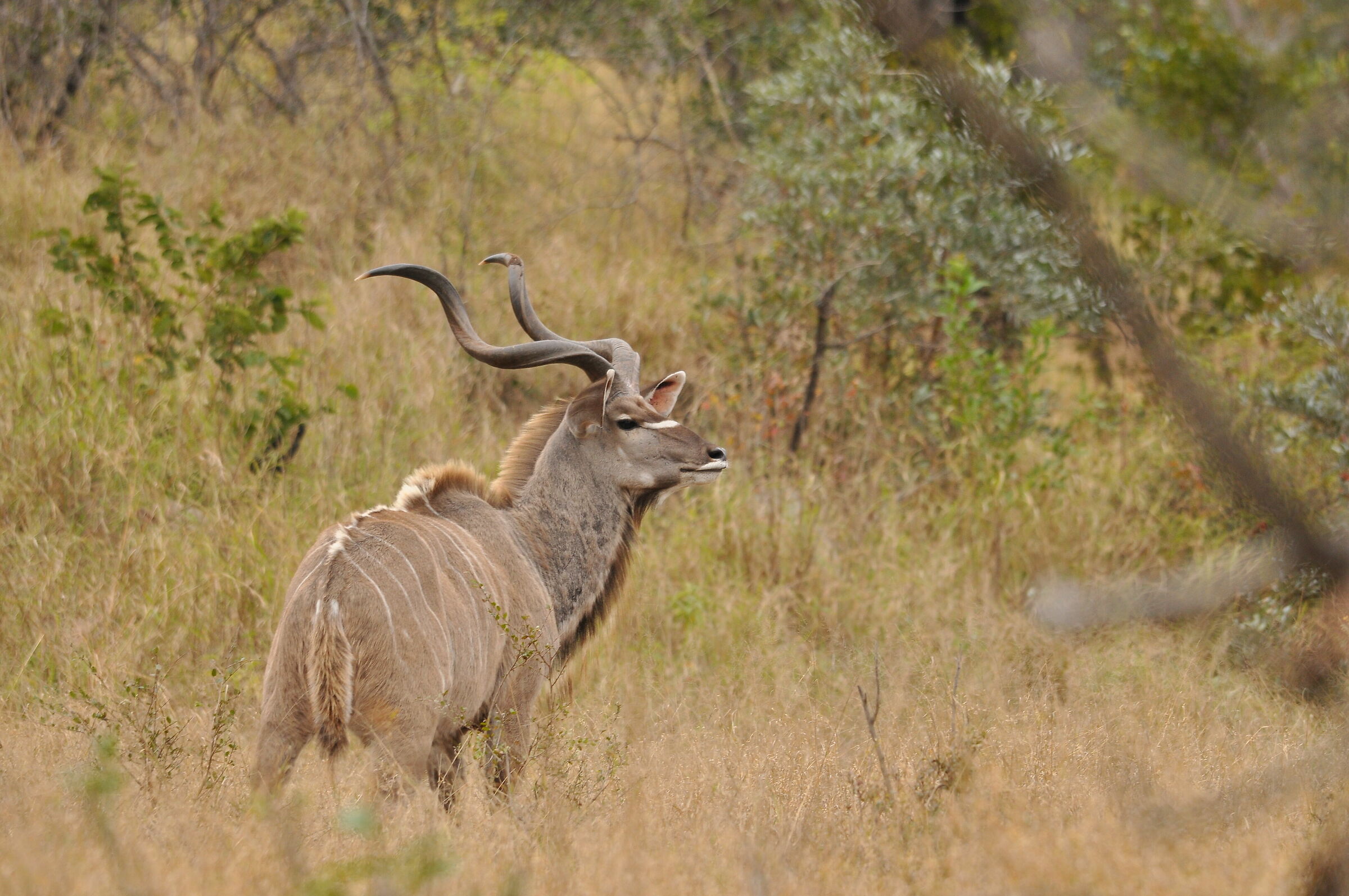 Kudu