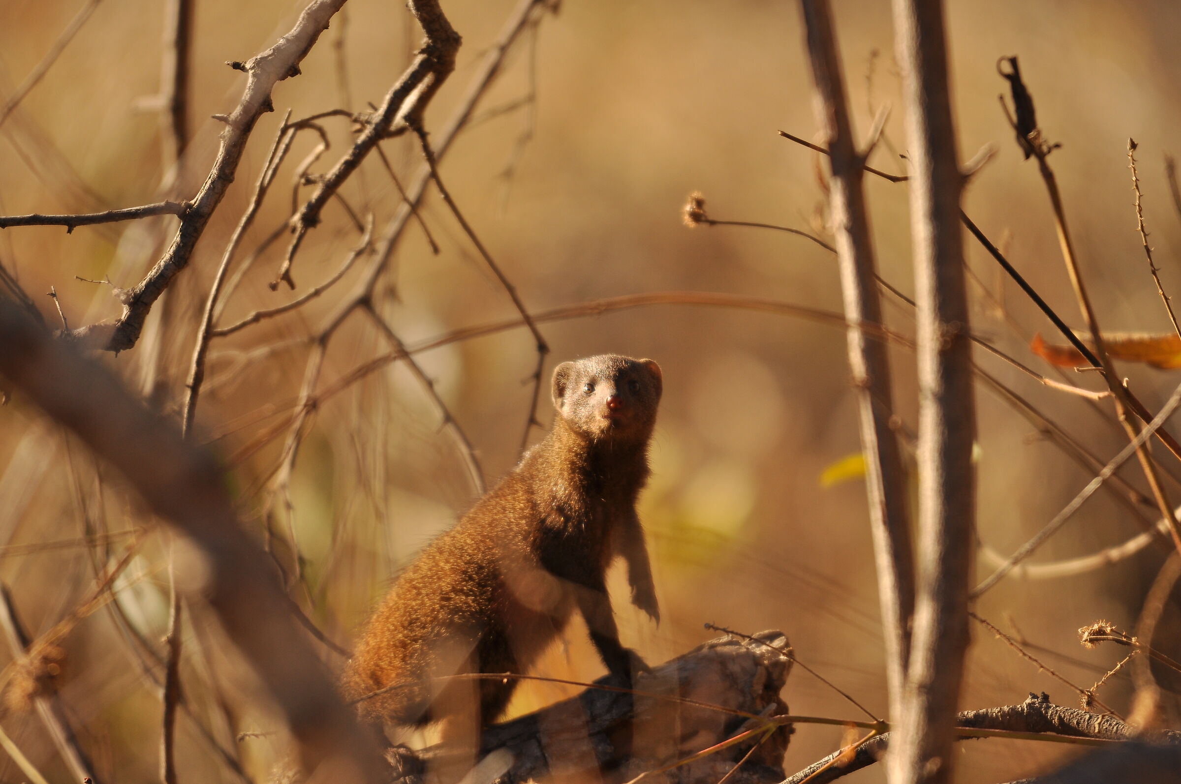 Mongoose