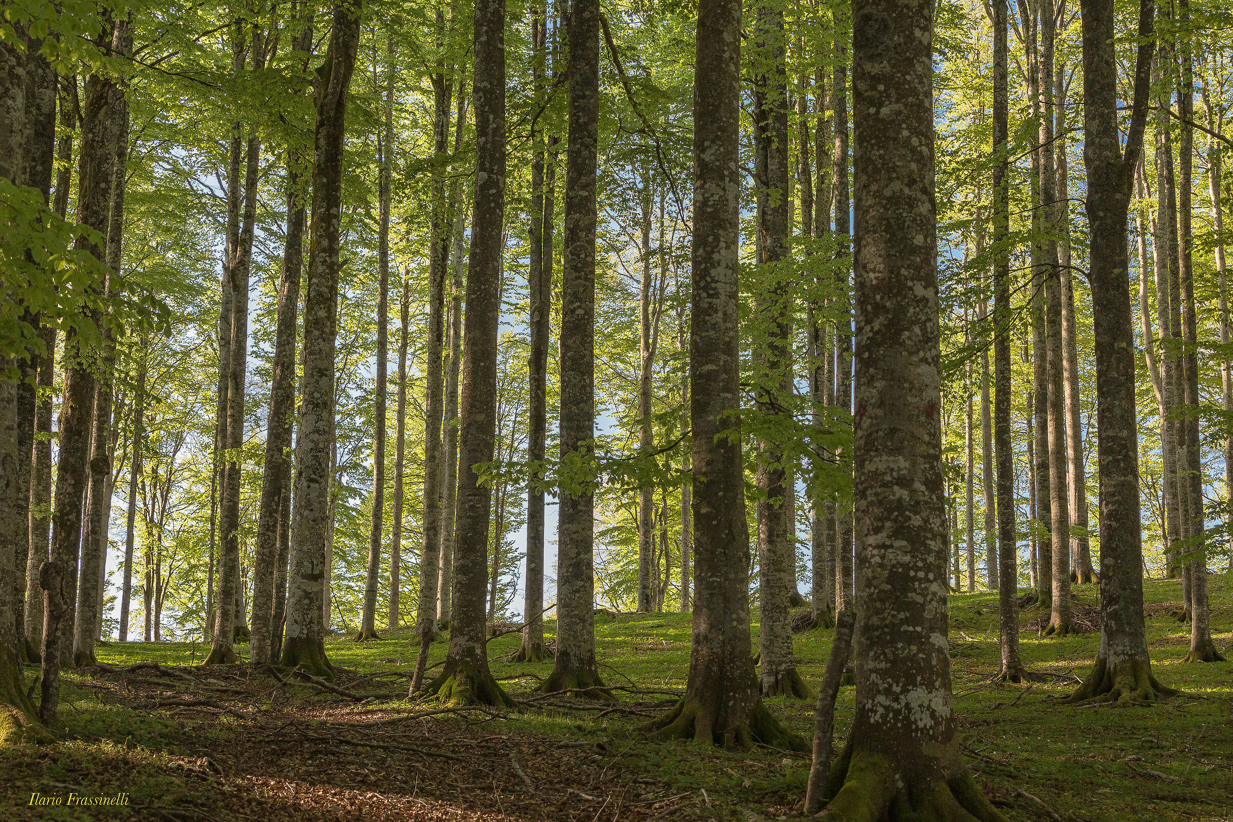 Light in the Beech forest