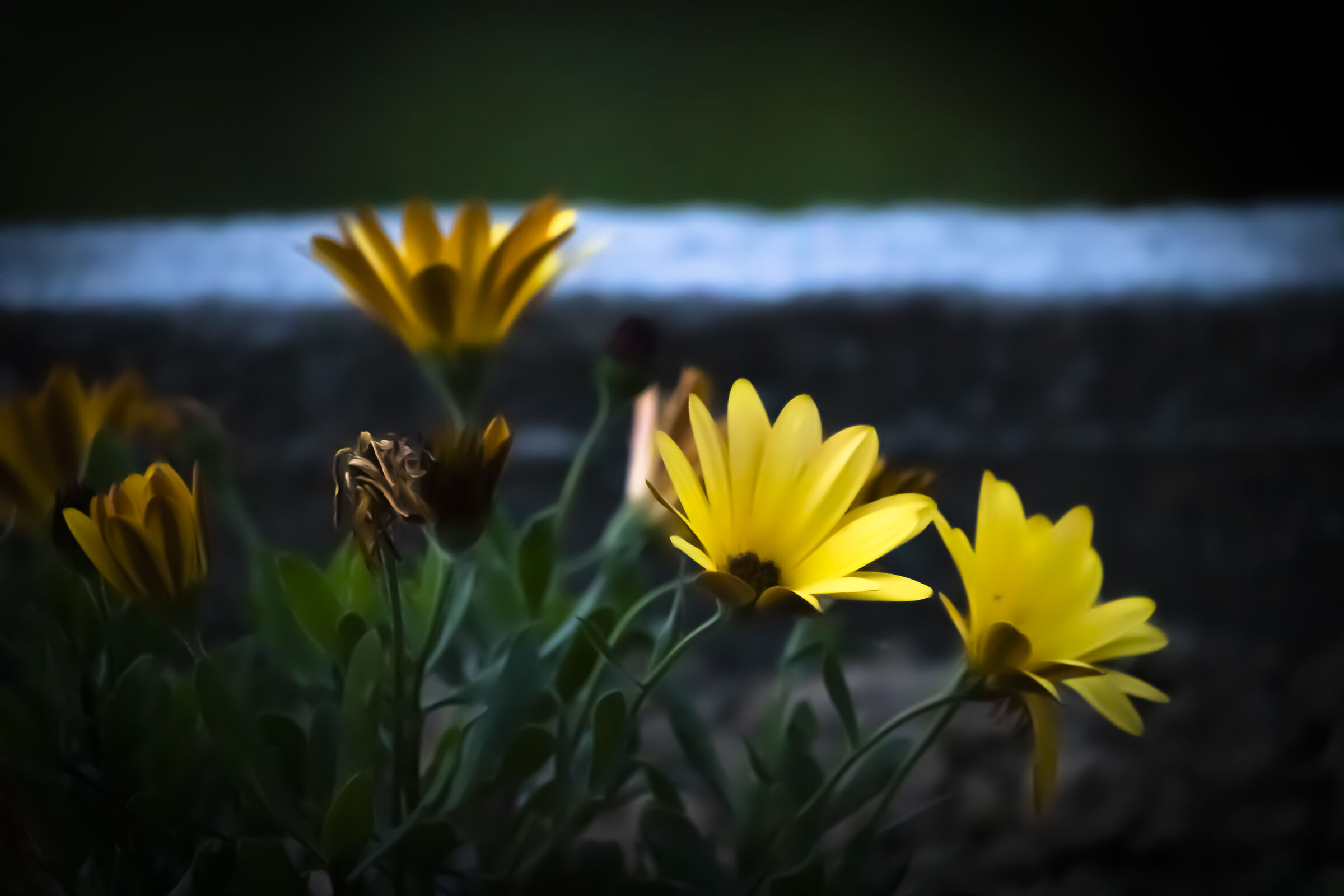 Fiori