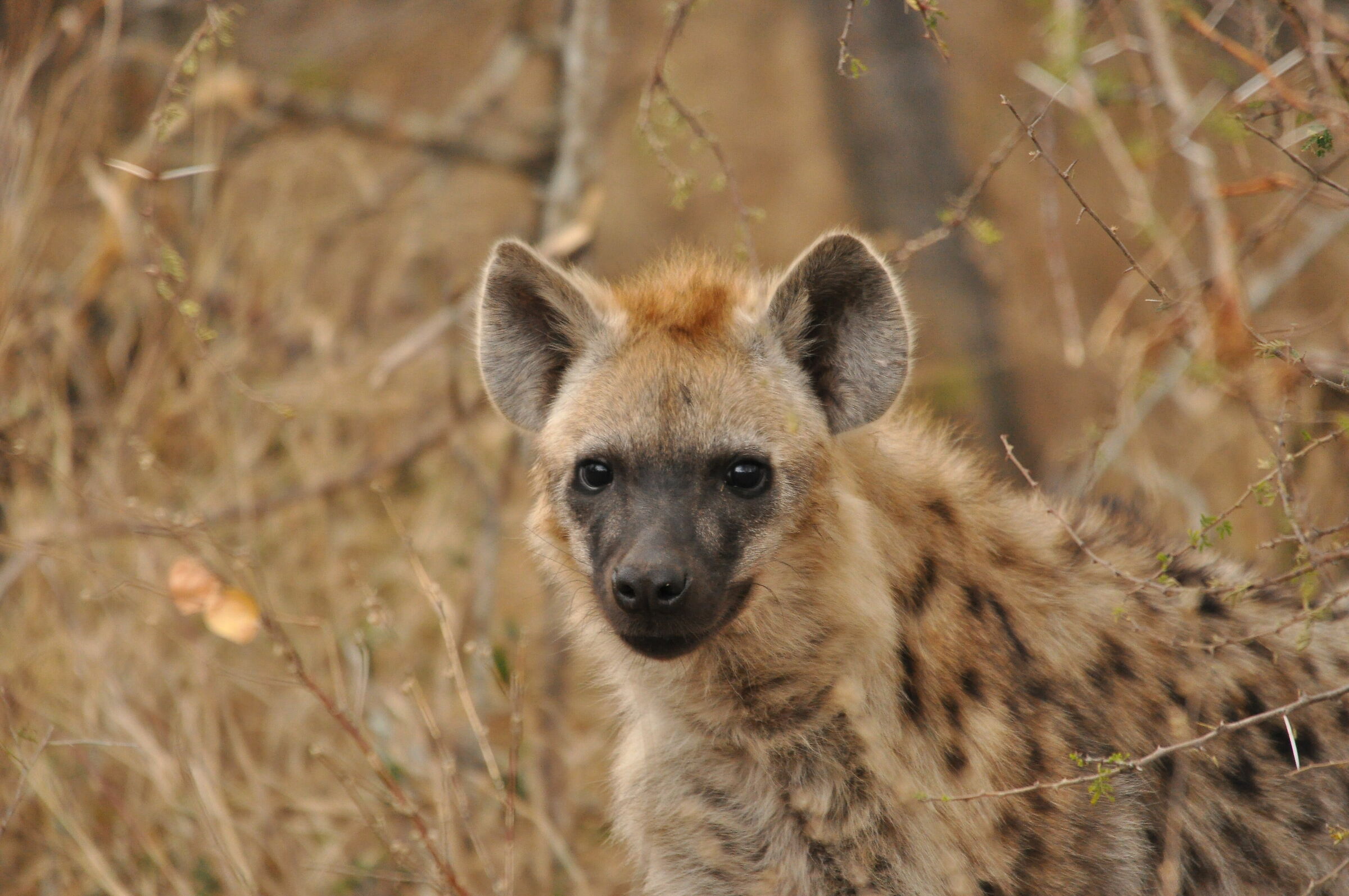 Hyena