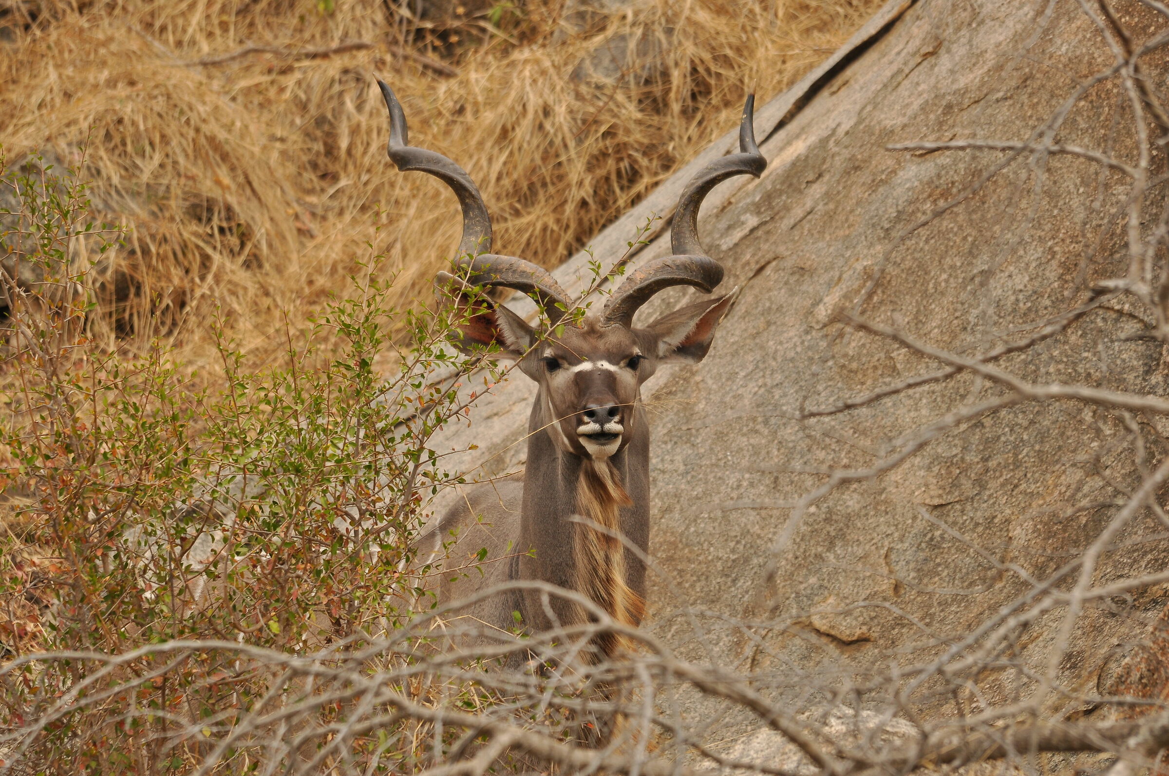 Kudu