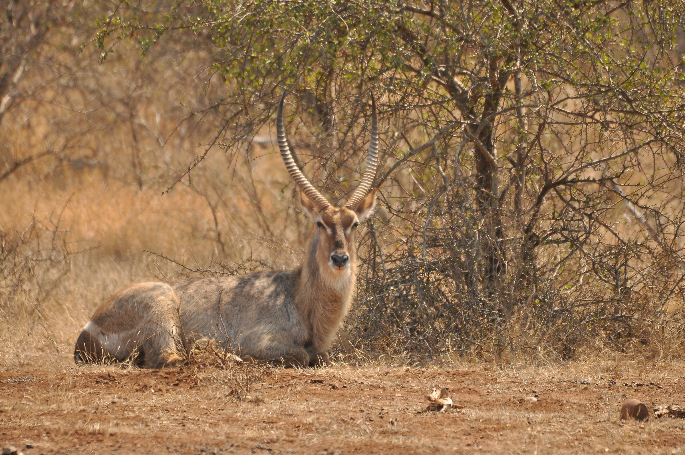 Kudu
