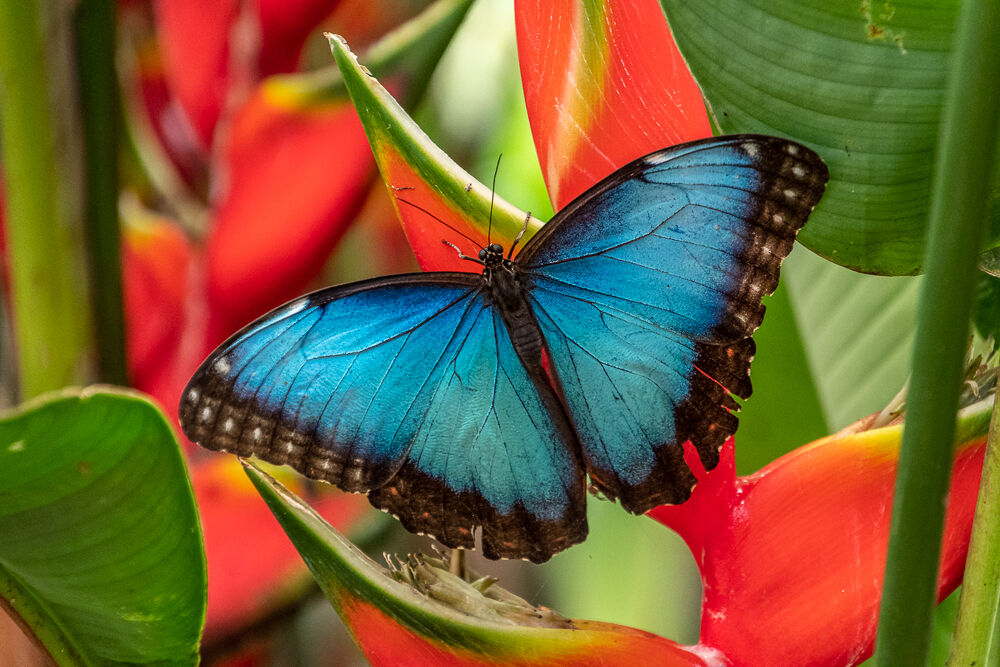 Morpho Peleides