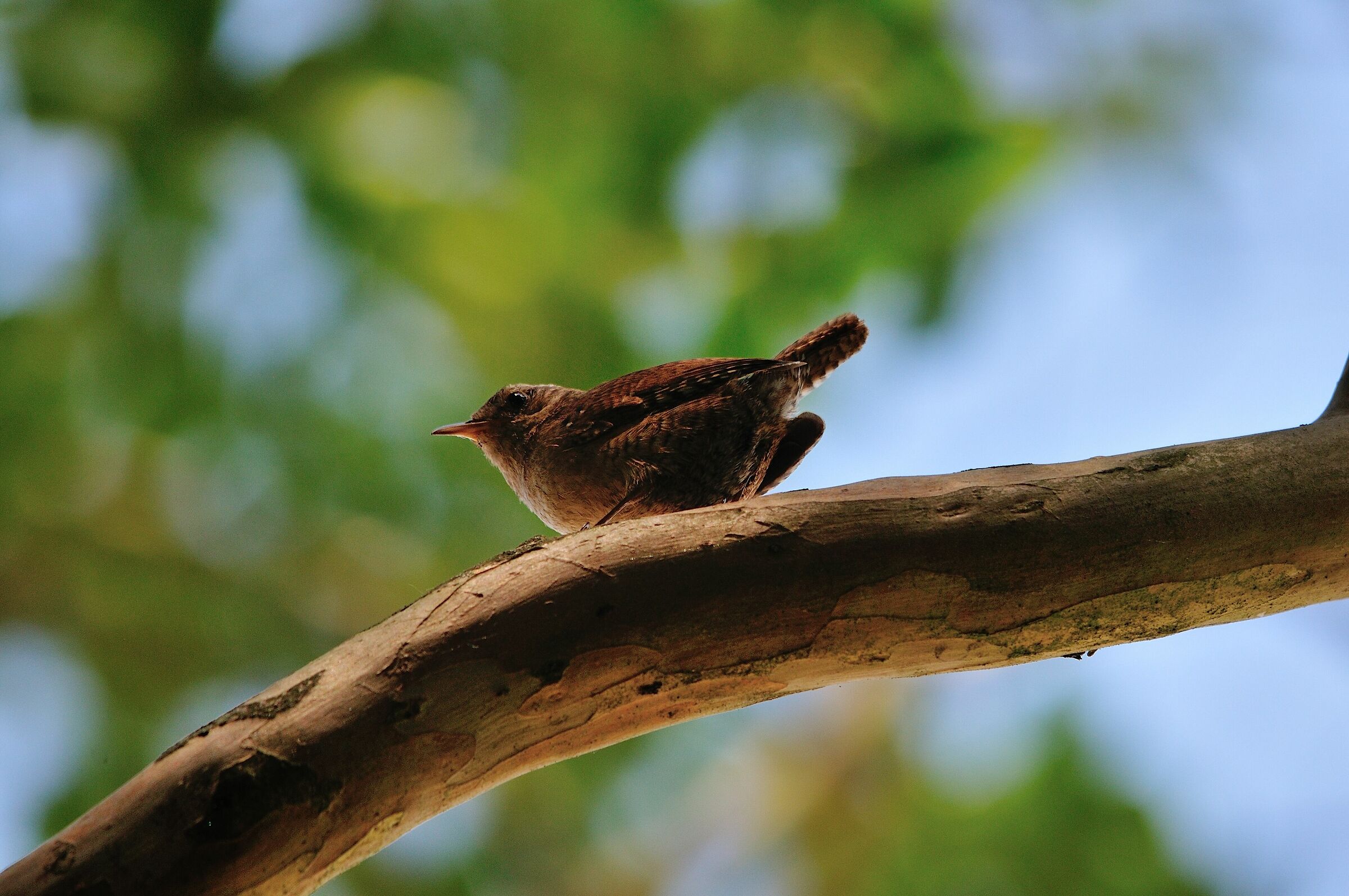 Wren