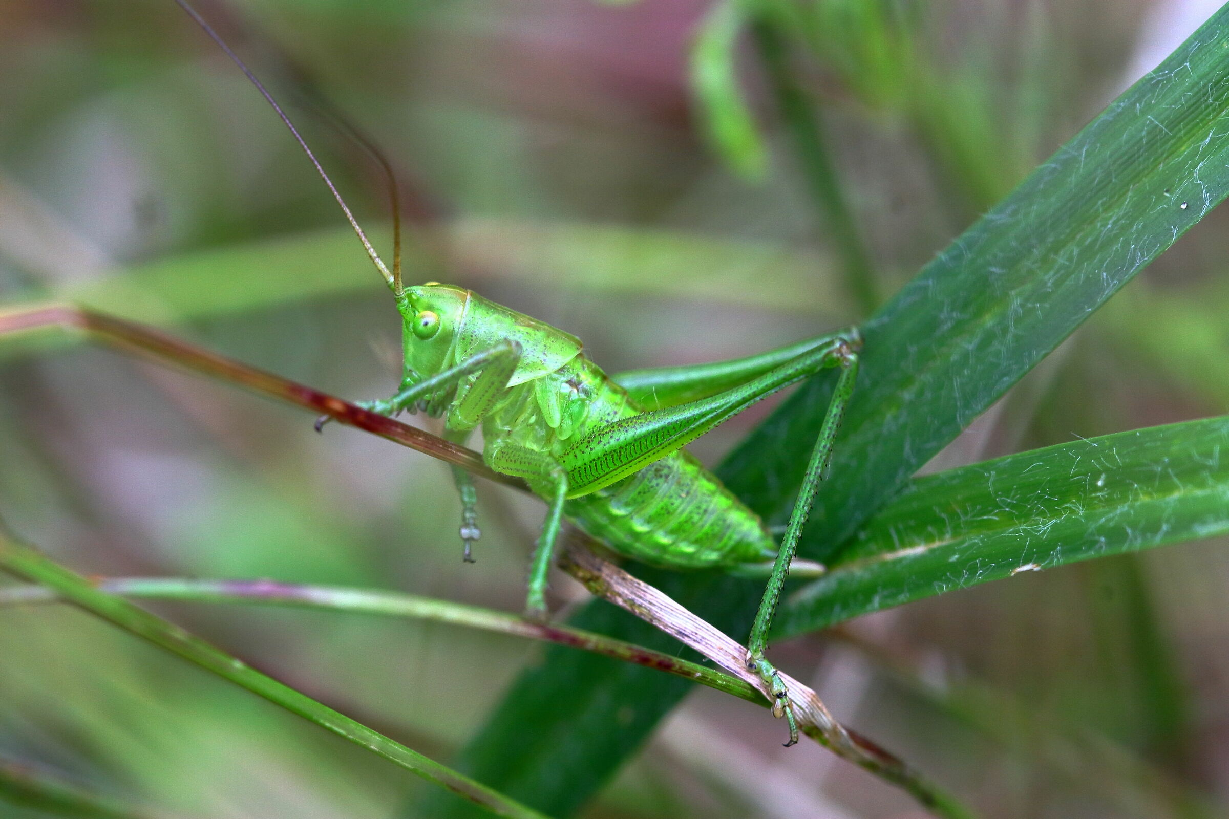 grasshopper in the grass