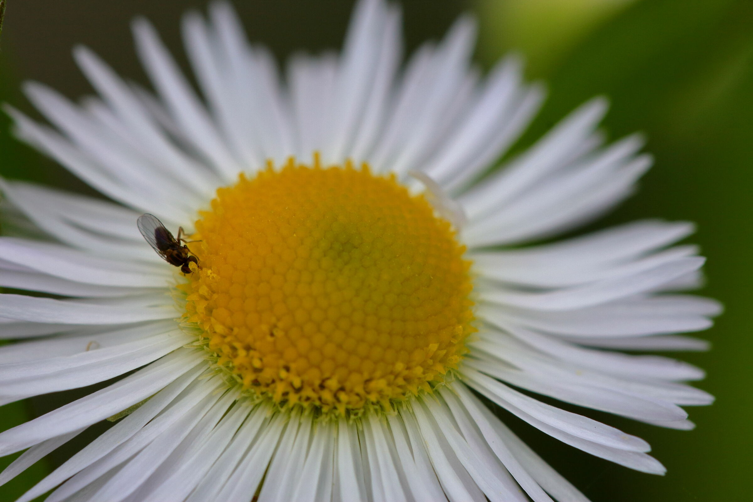 Gnat on Flower