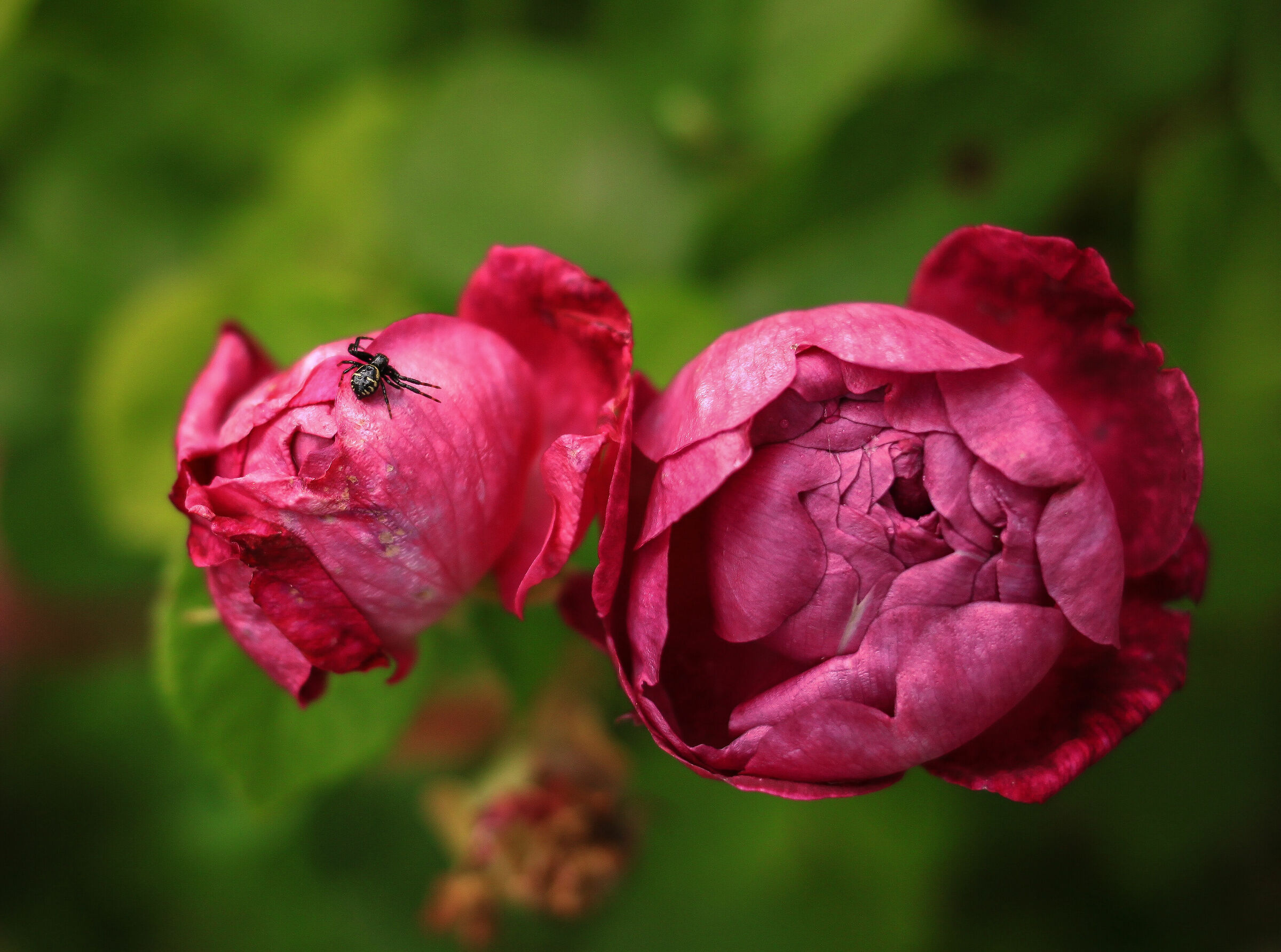The Guardian of Roses