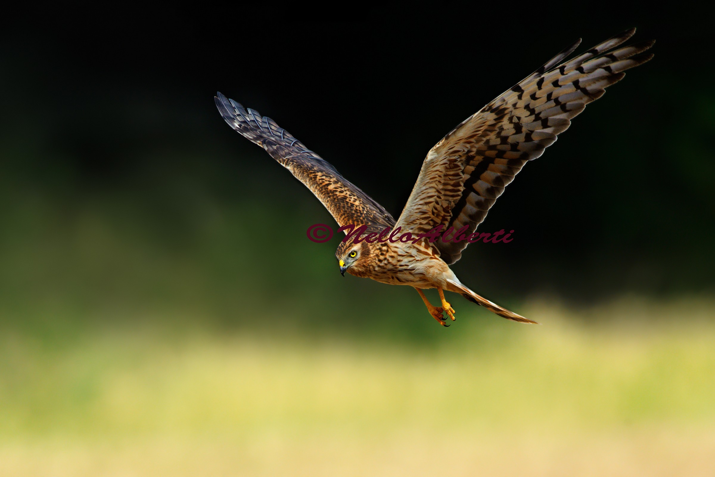 Albanella Minore Femmina