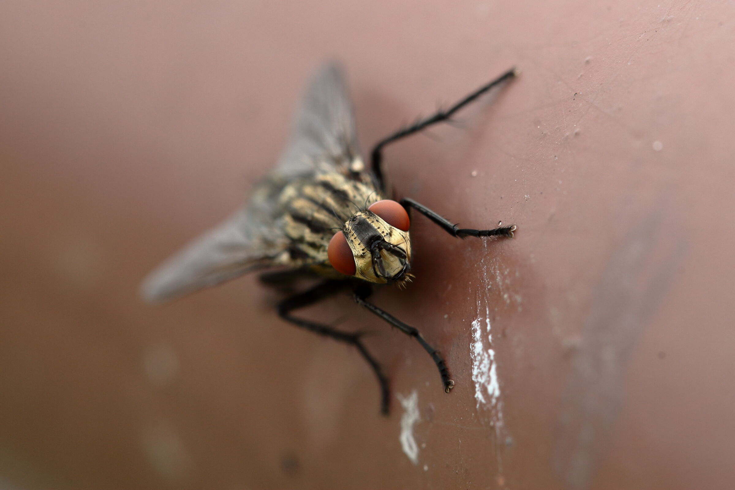 le pulizie della mosca_1