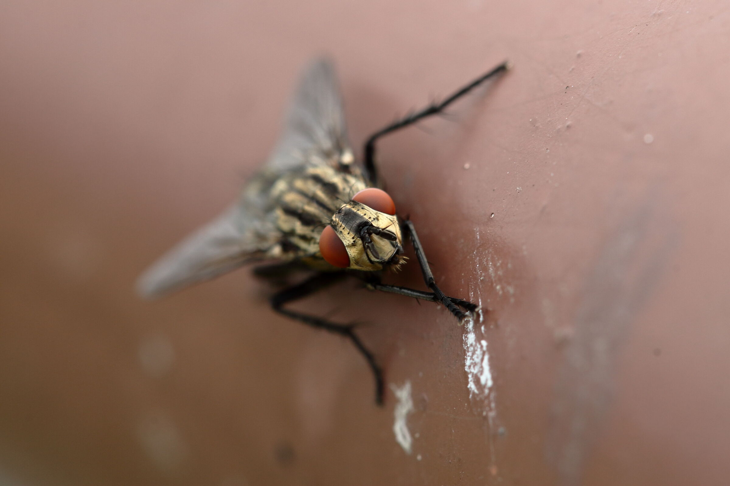 le pulizie della mosca_2