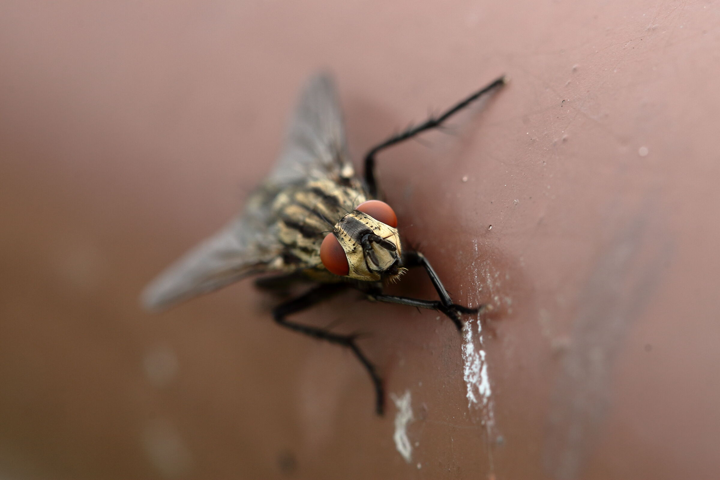 le pulizie della mosca_4