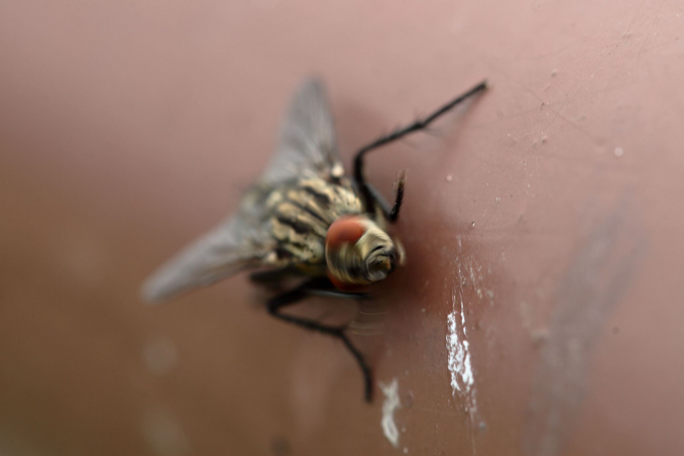 le pulizie della mosca_5