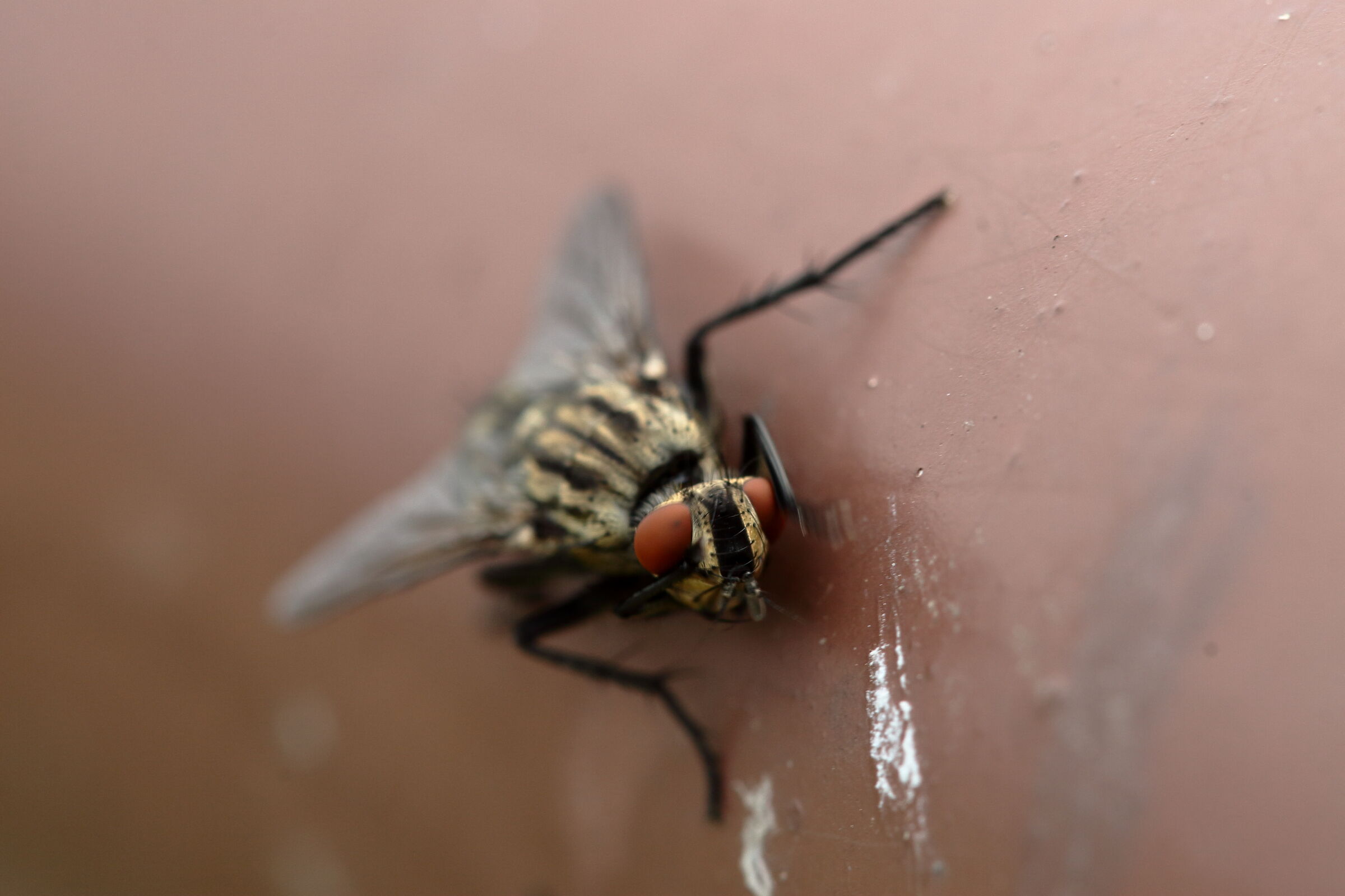 le pulizie della mosca_7