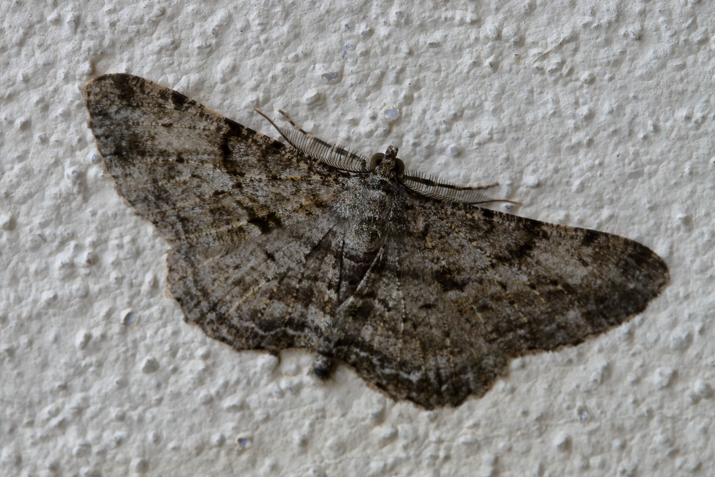 The Moth on the door