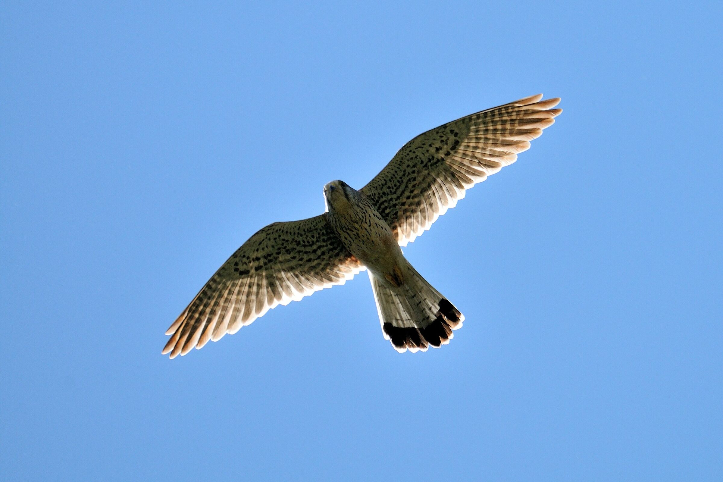 Kestrel