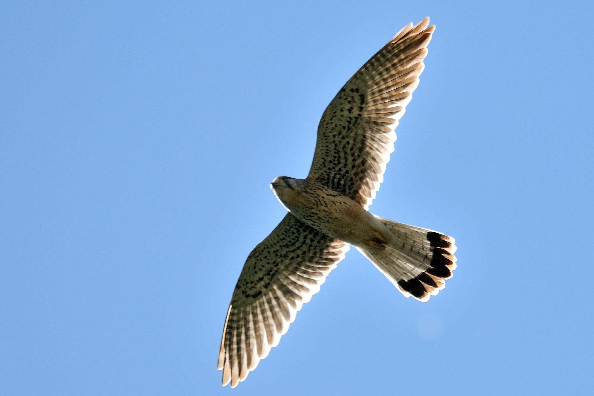 Kestrel