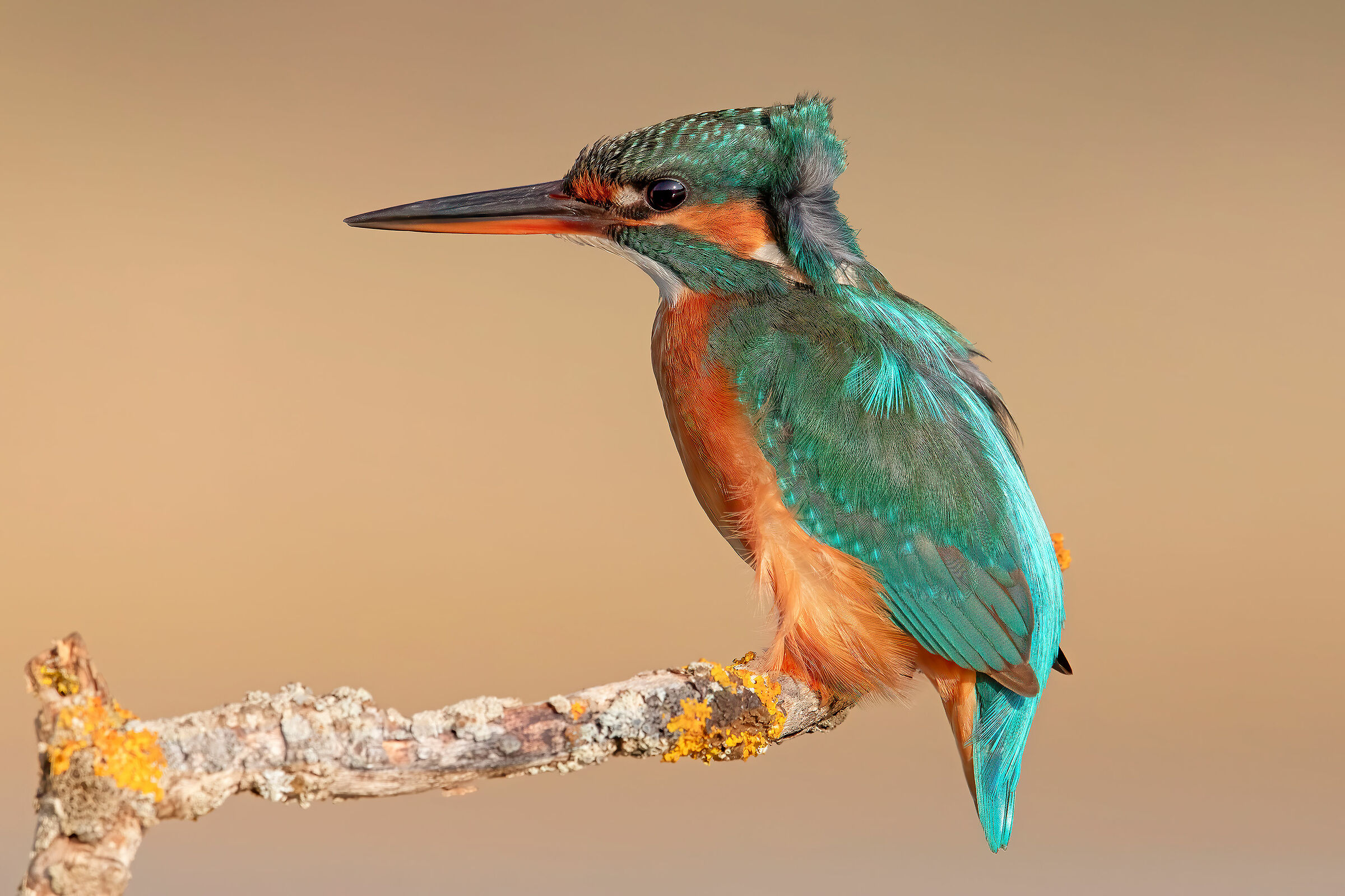 il pescatore
