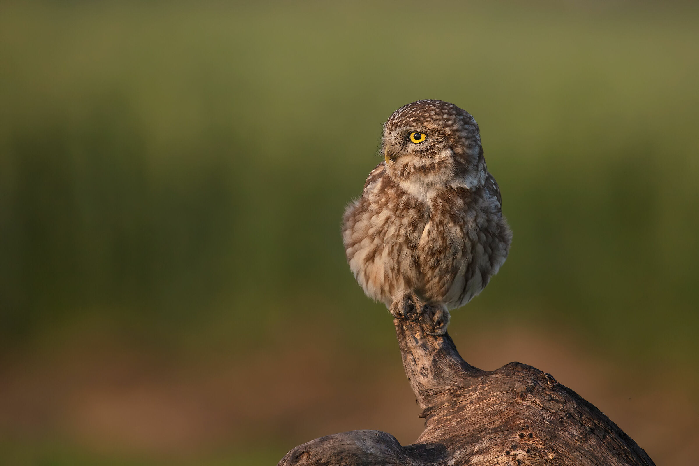 Little OWL