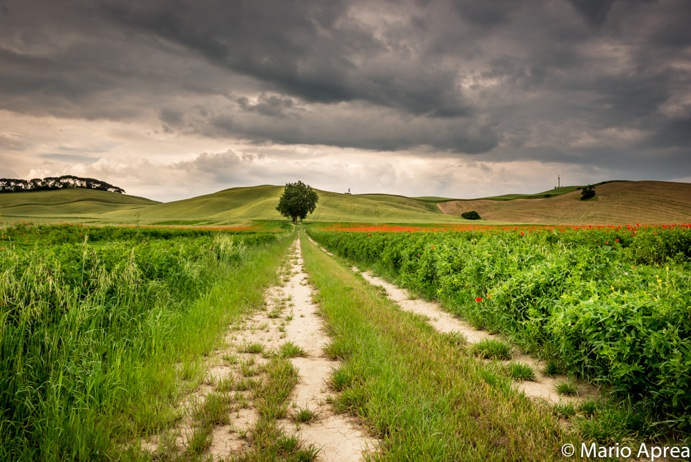 Albero sulle crete senesi