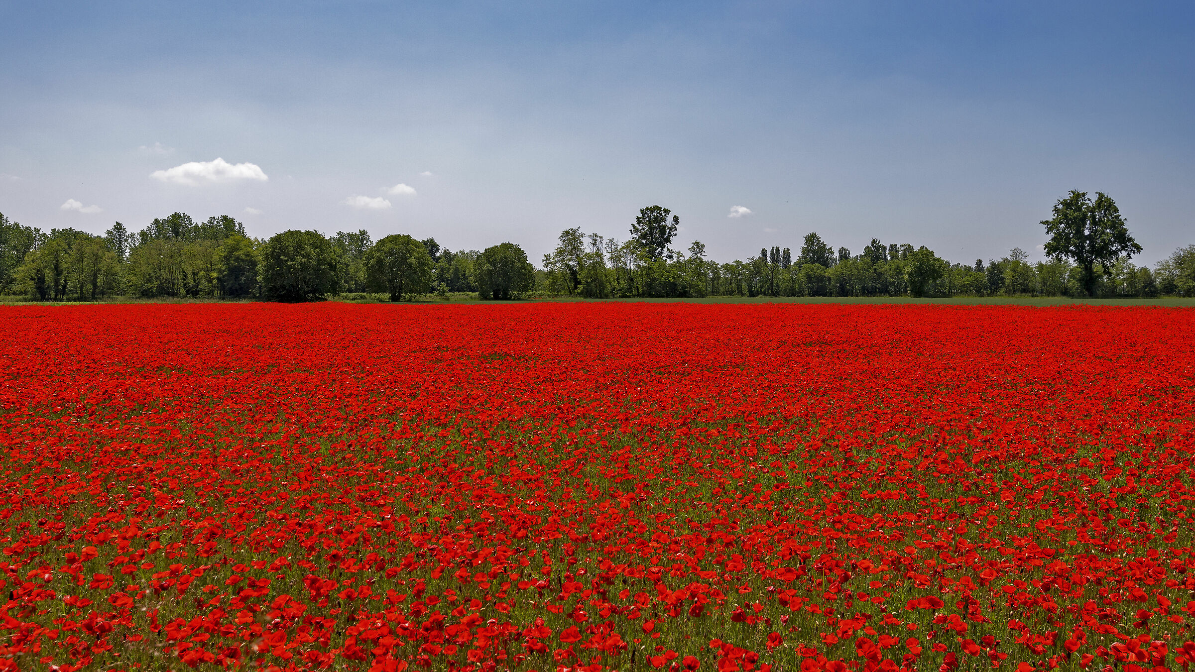 Red in the evening.............................