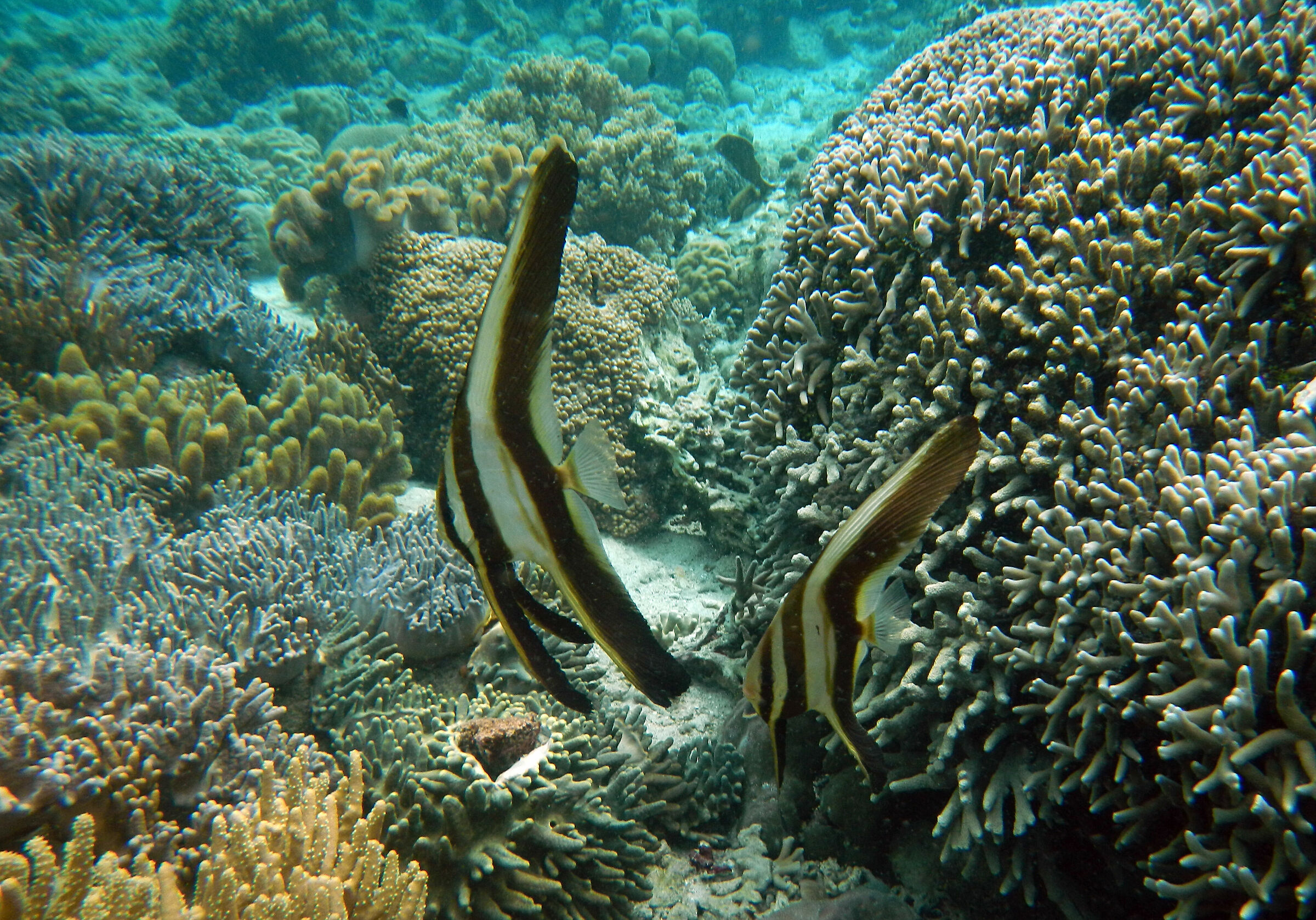 Coppia di pesci pipistrello