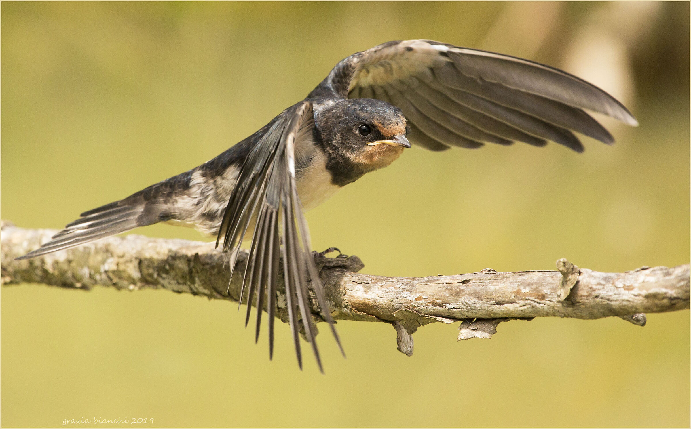 Small Swallow Joint (Hirundo rustica)-Park of the