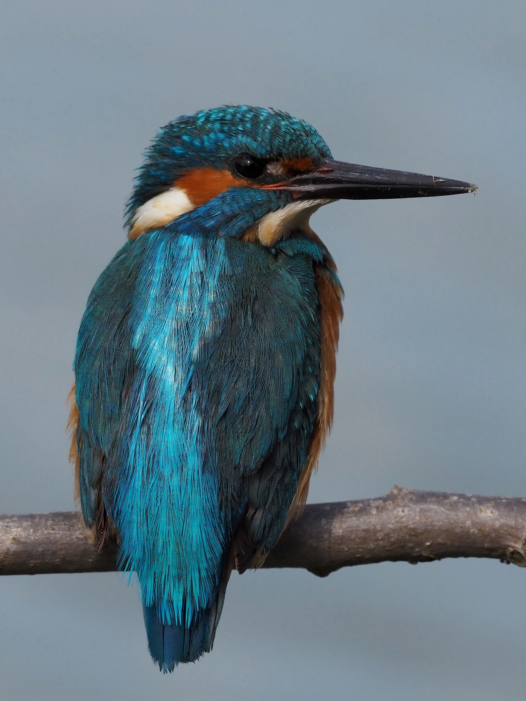 non ho voglia di pescare