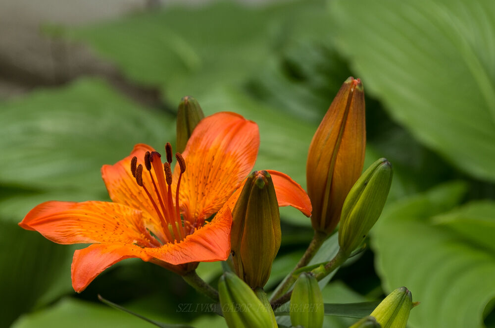 orange lilies