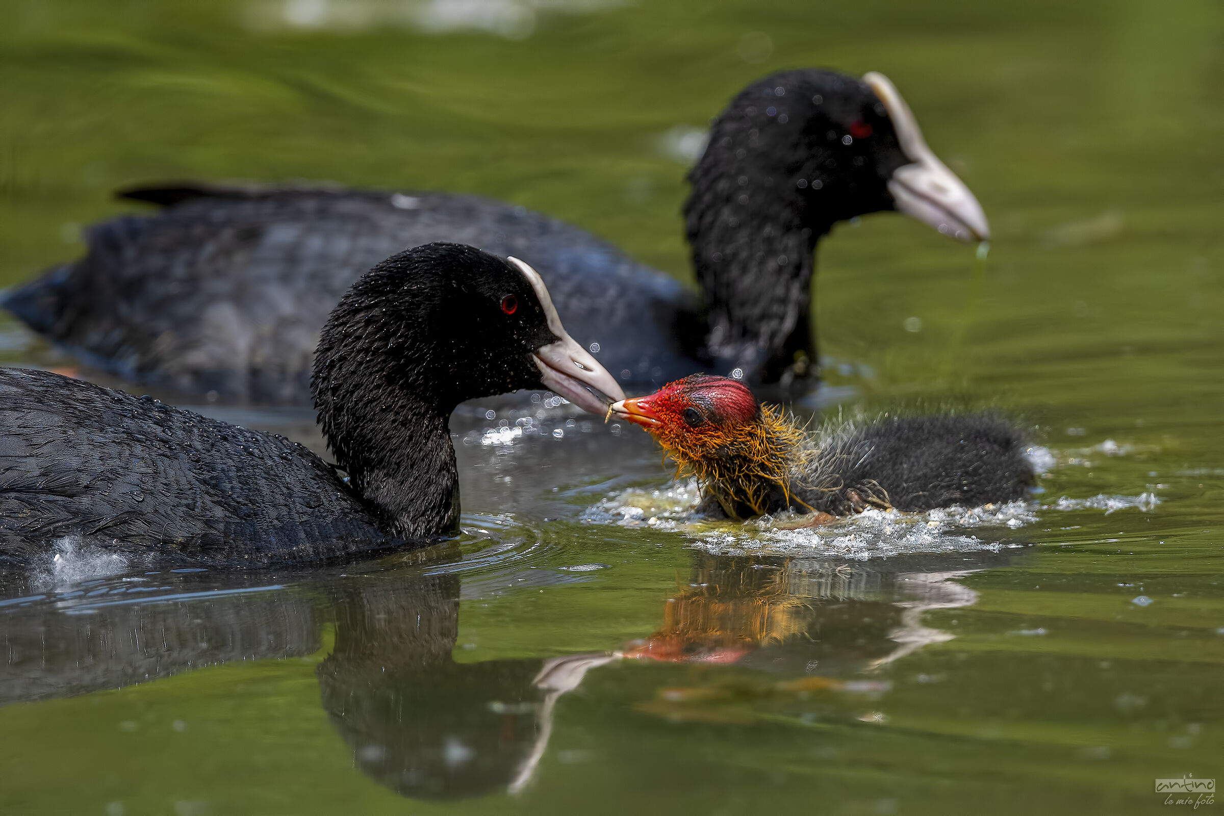 Coots
