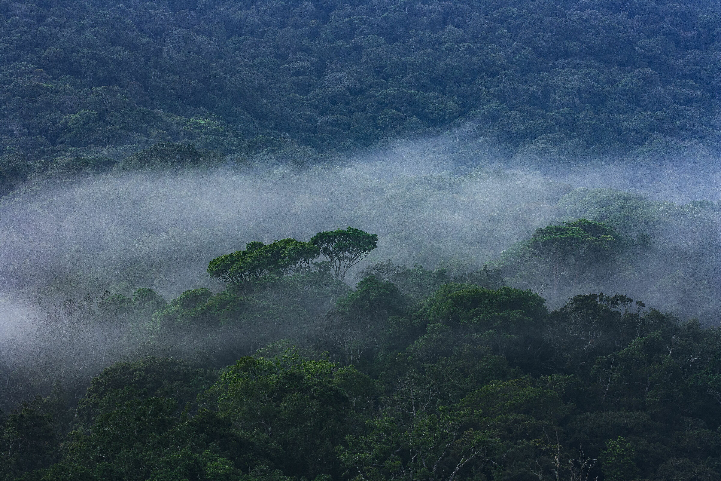 Mist over the canopy