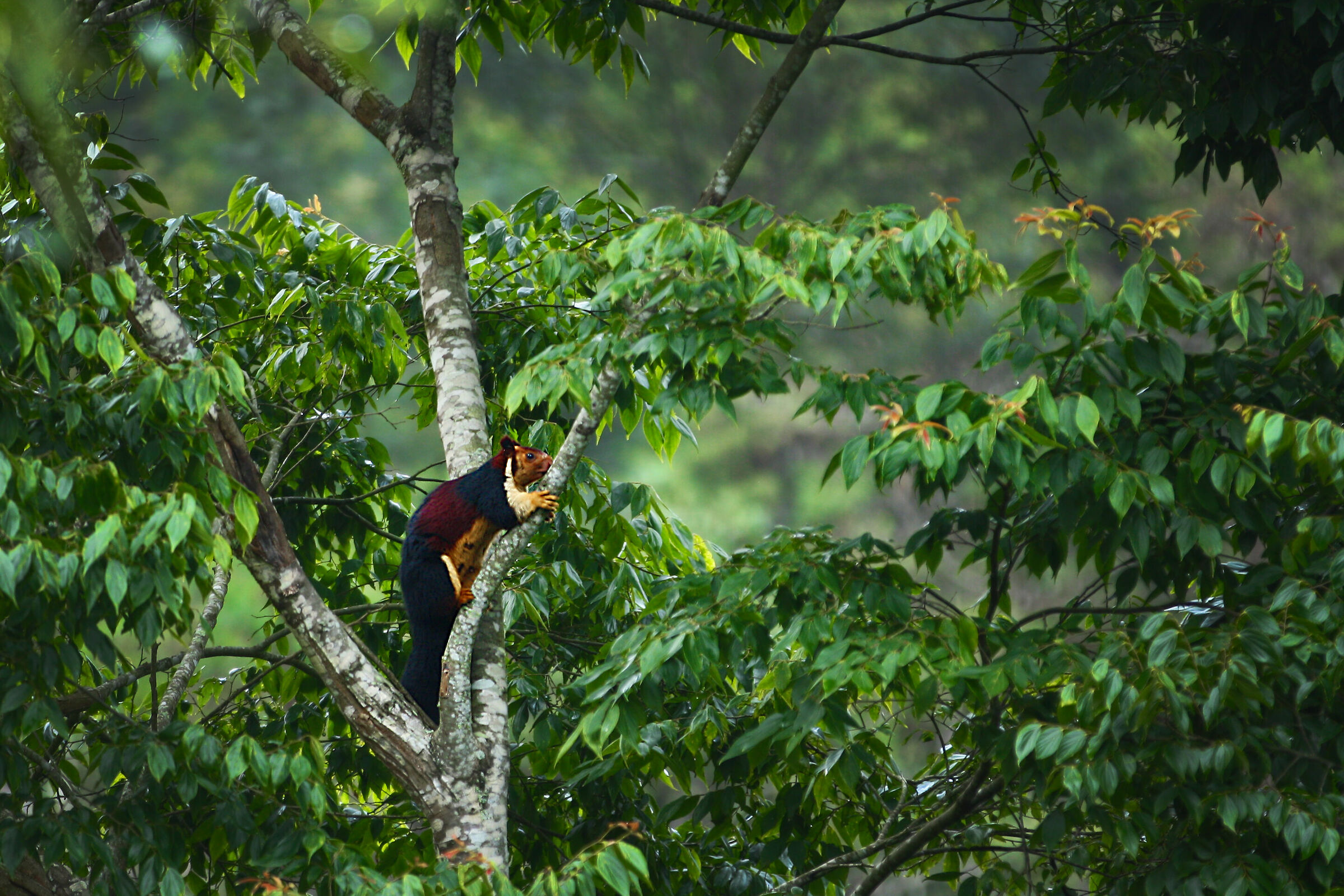 Scoiattolo gigante Malabar
