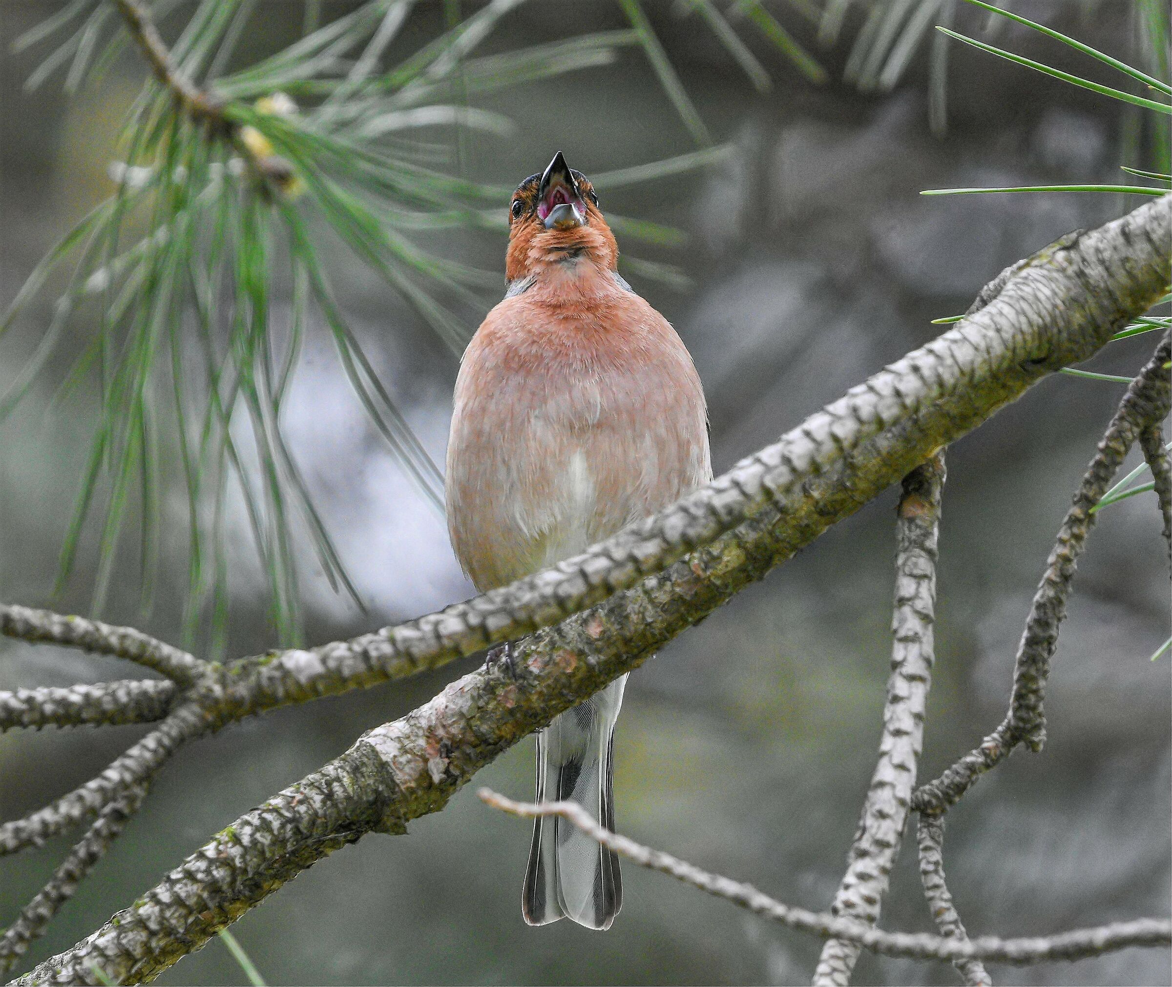 Fringuello Pavarotti