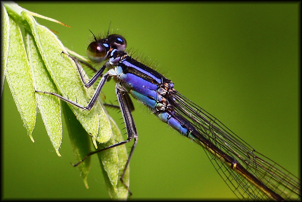 Libellula