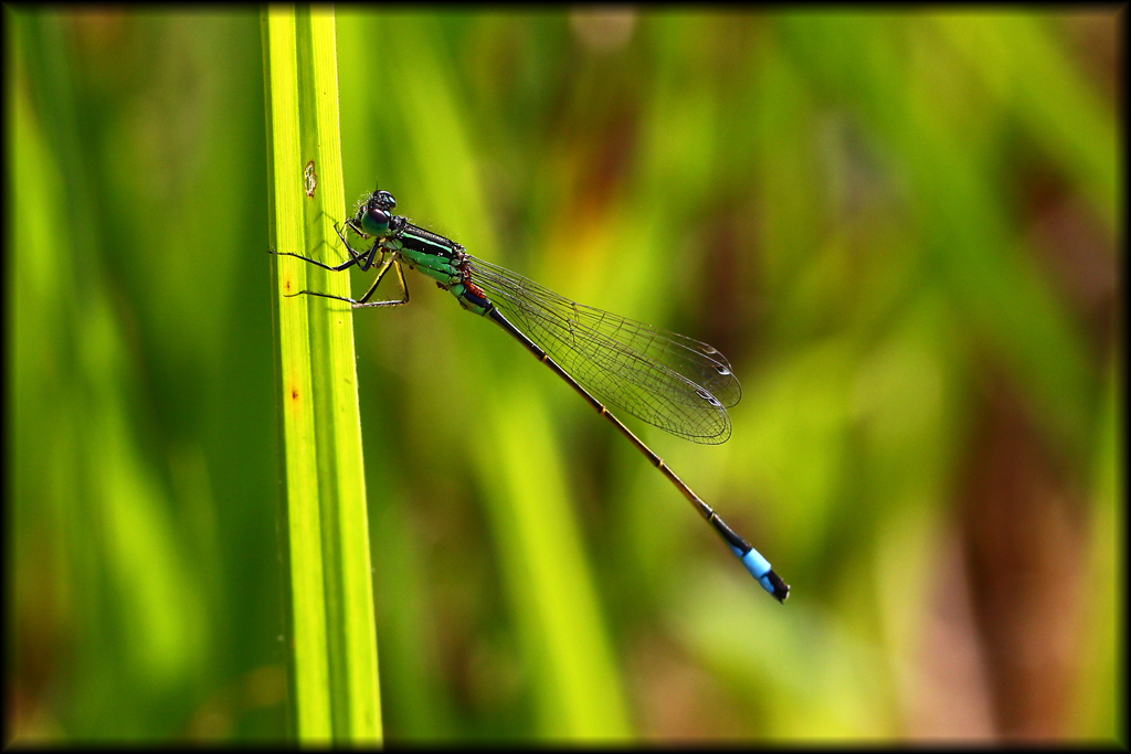 Libellula