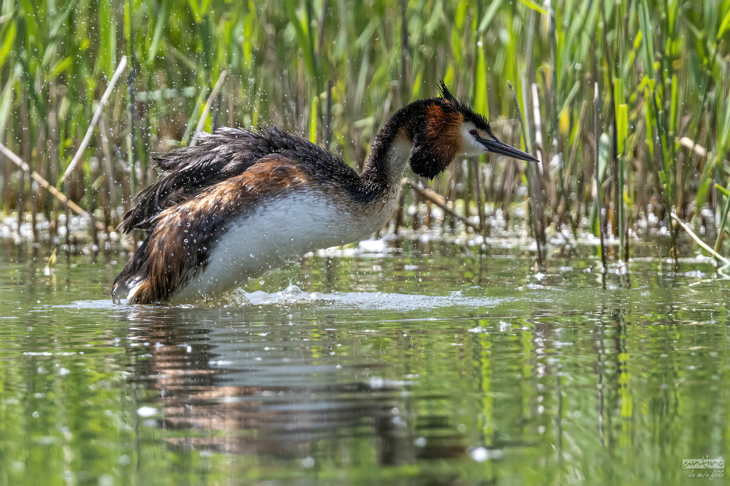A Grebe