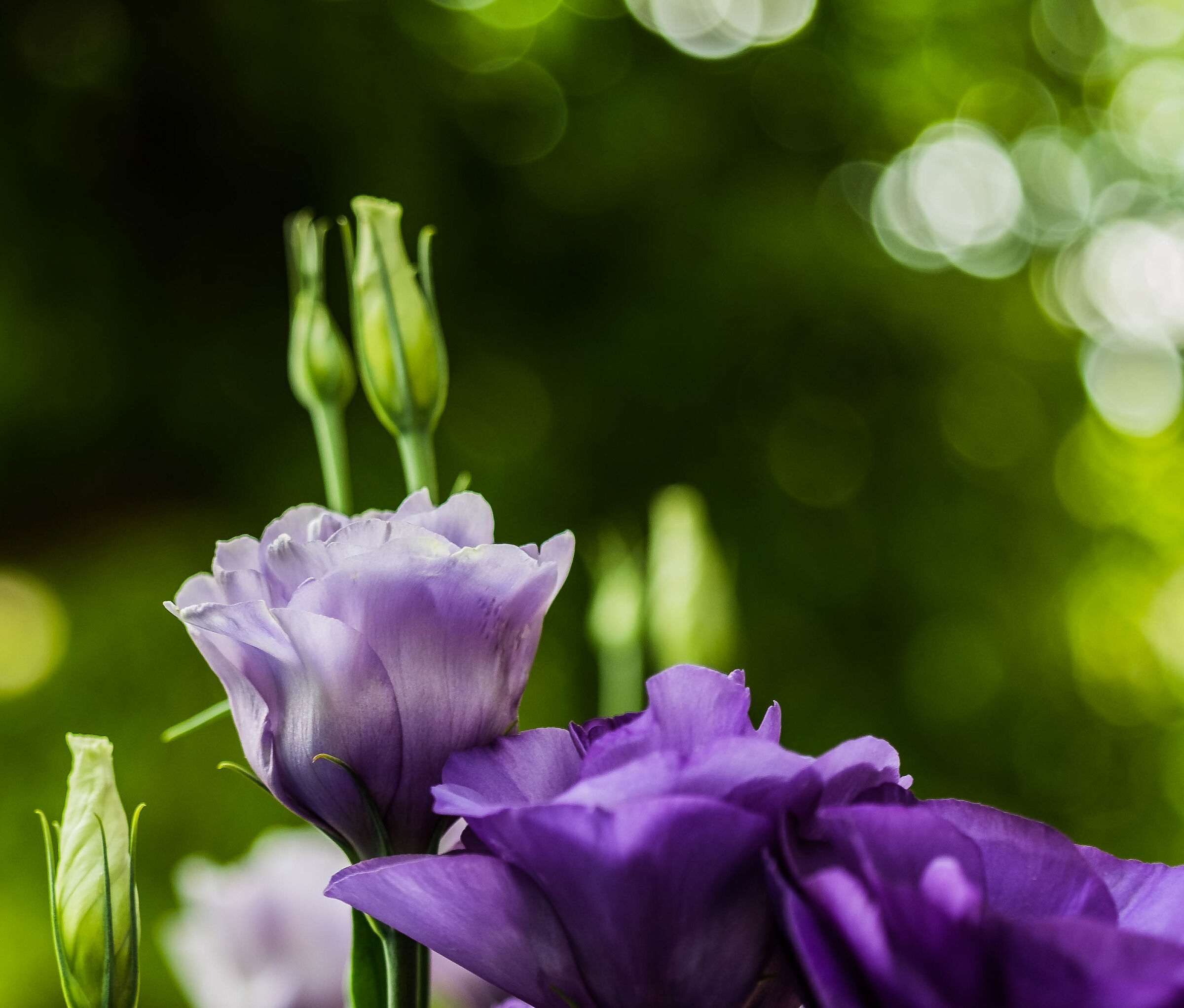 Eustoma russellianum var.1