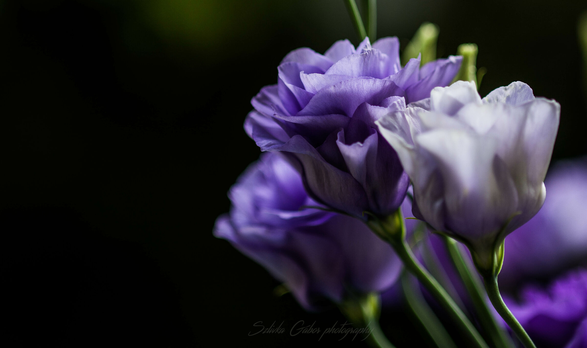 Eustoma russellianum var.2