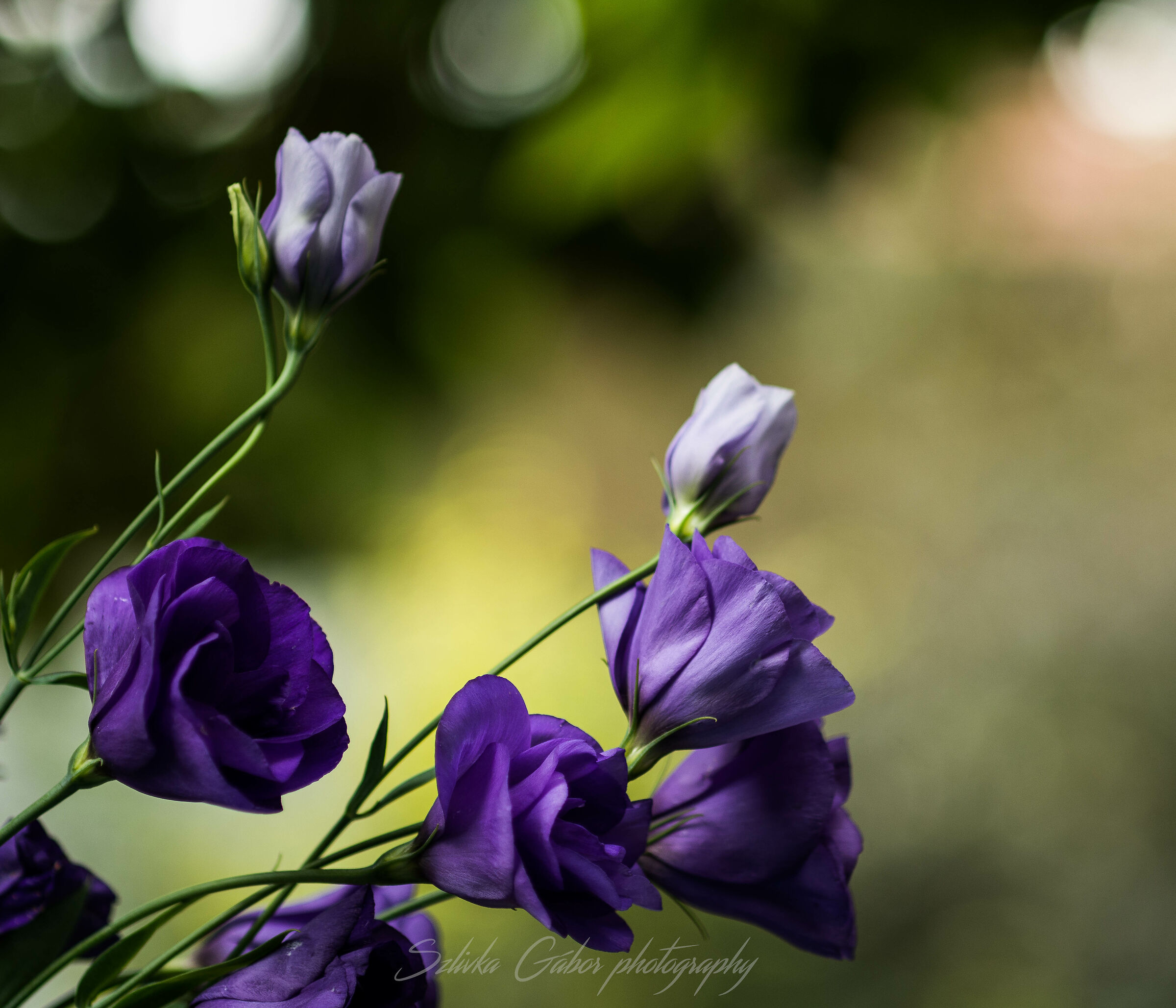 Eustoma russellianum var.3