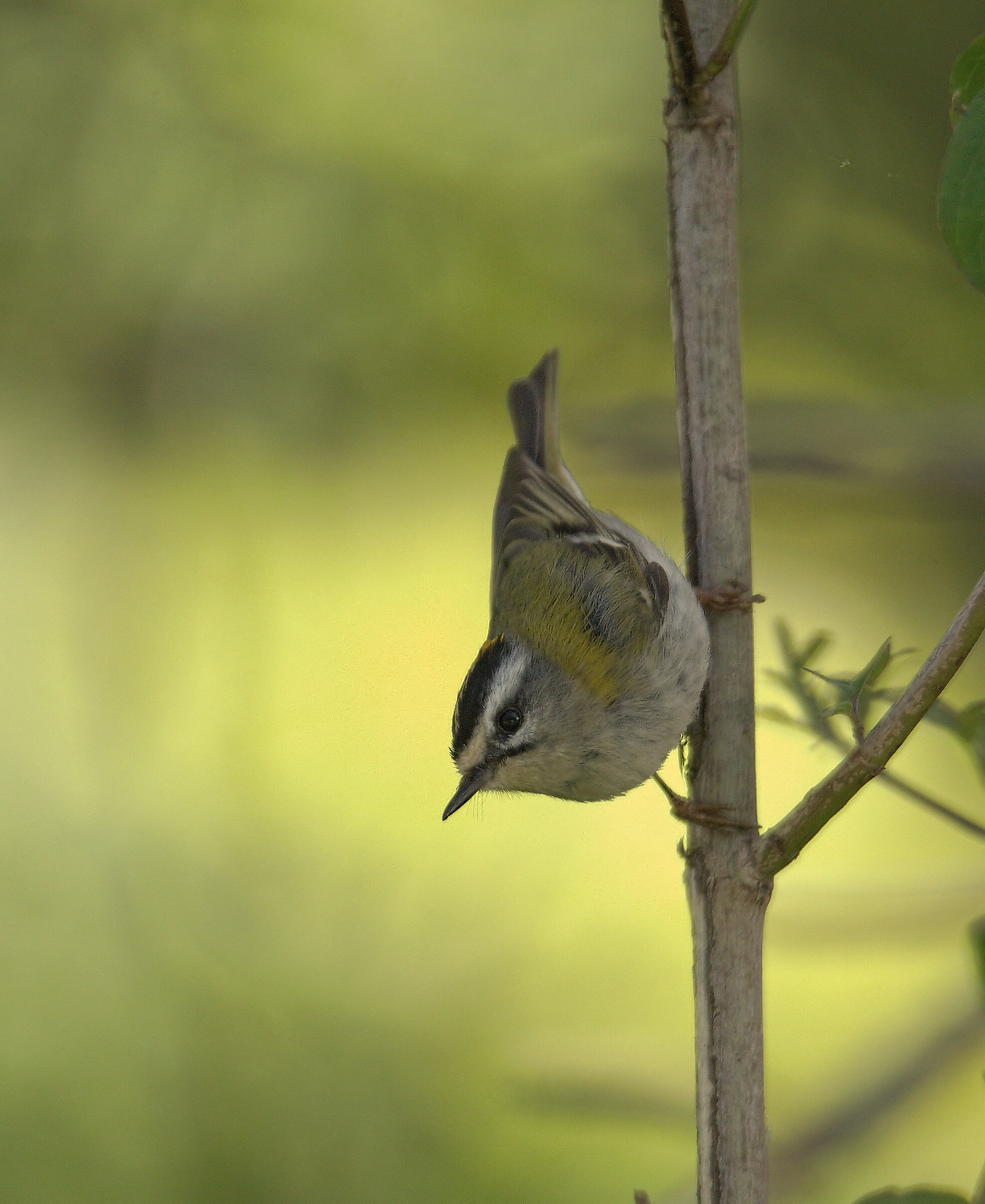 Firecrest