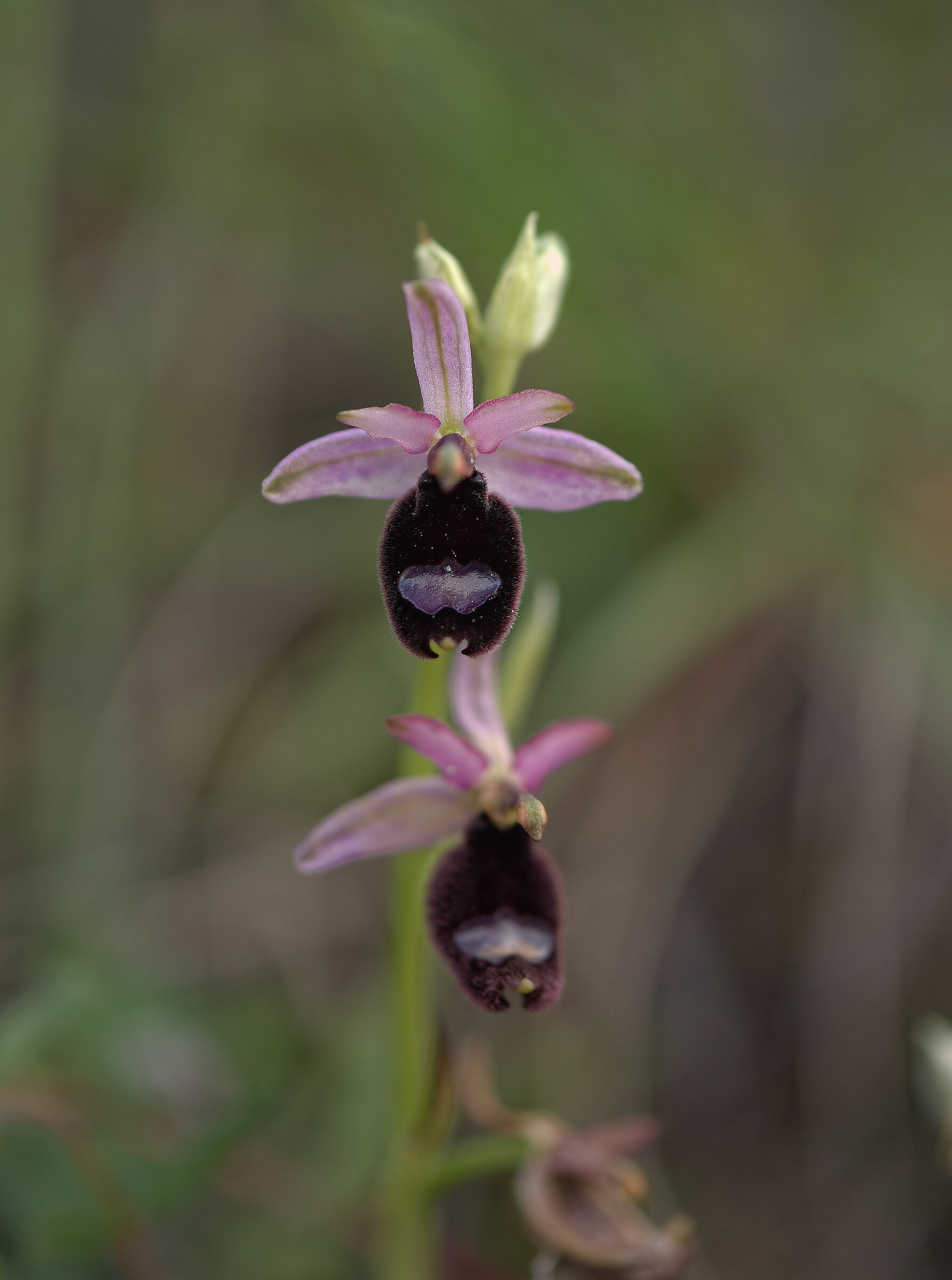 Ophrys bertolonii