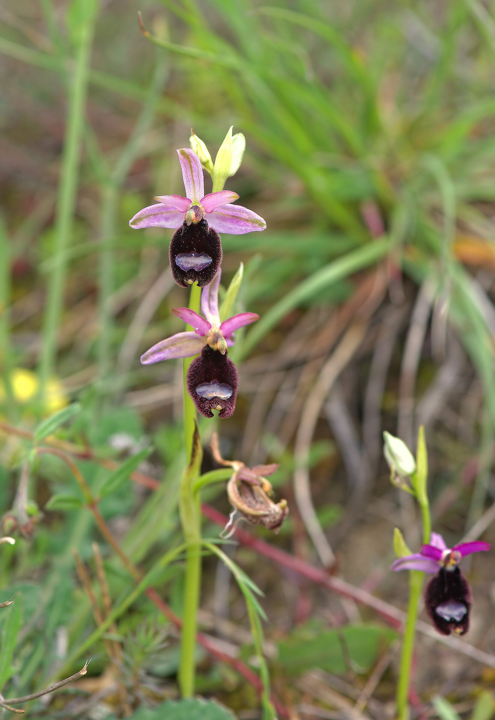 Ophrys bertolonii