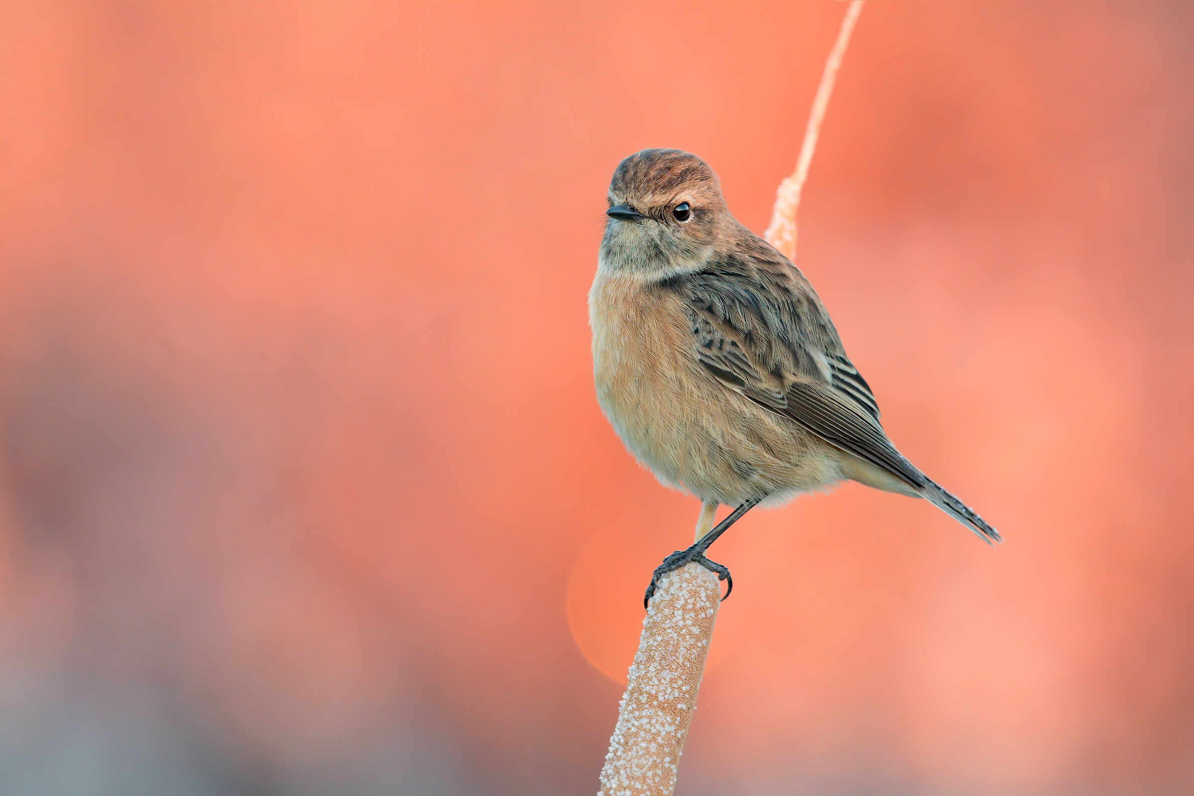 Stonechat