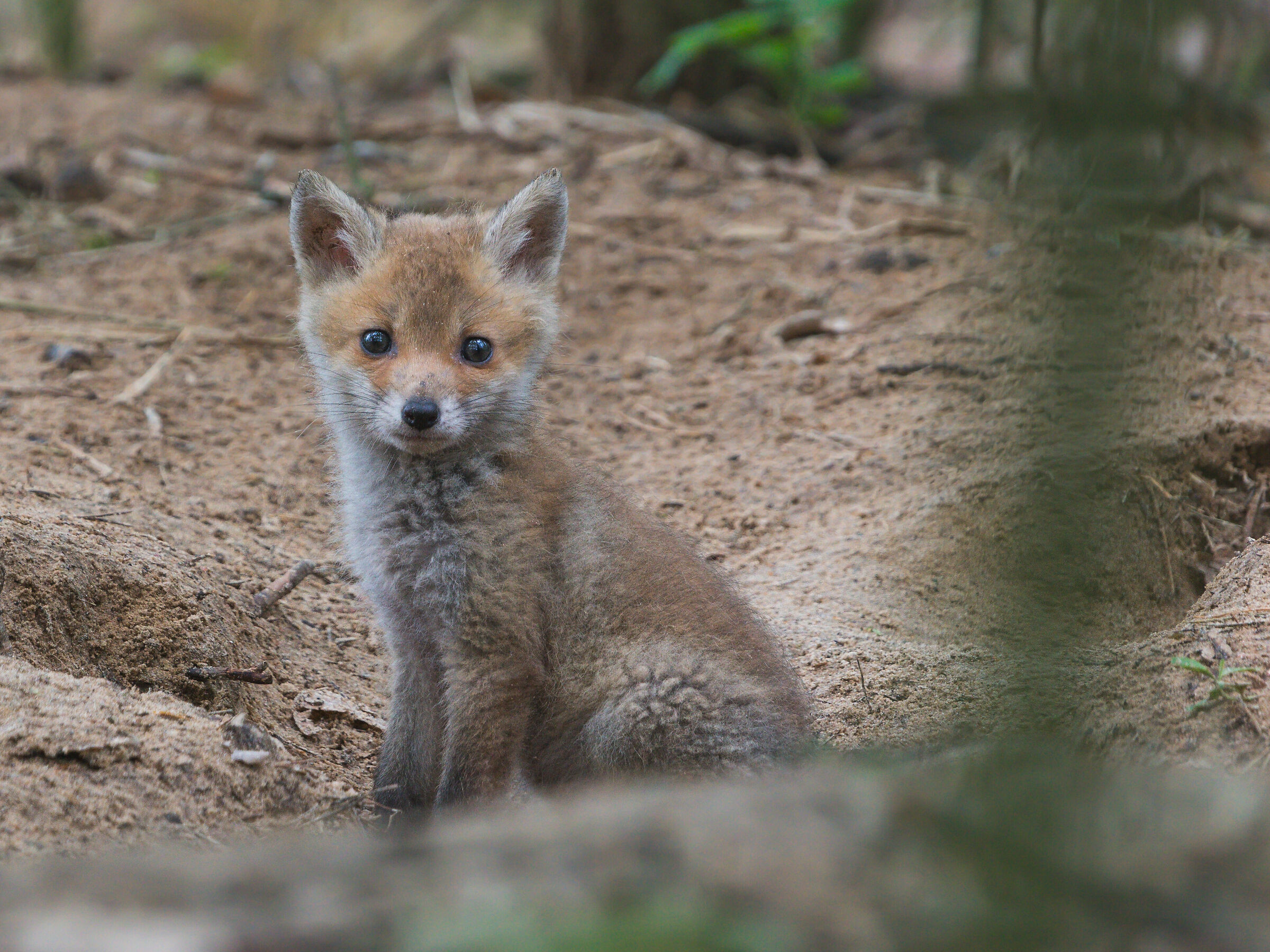 Volpe rossa (Vulpes vulpes)