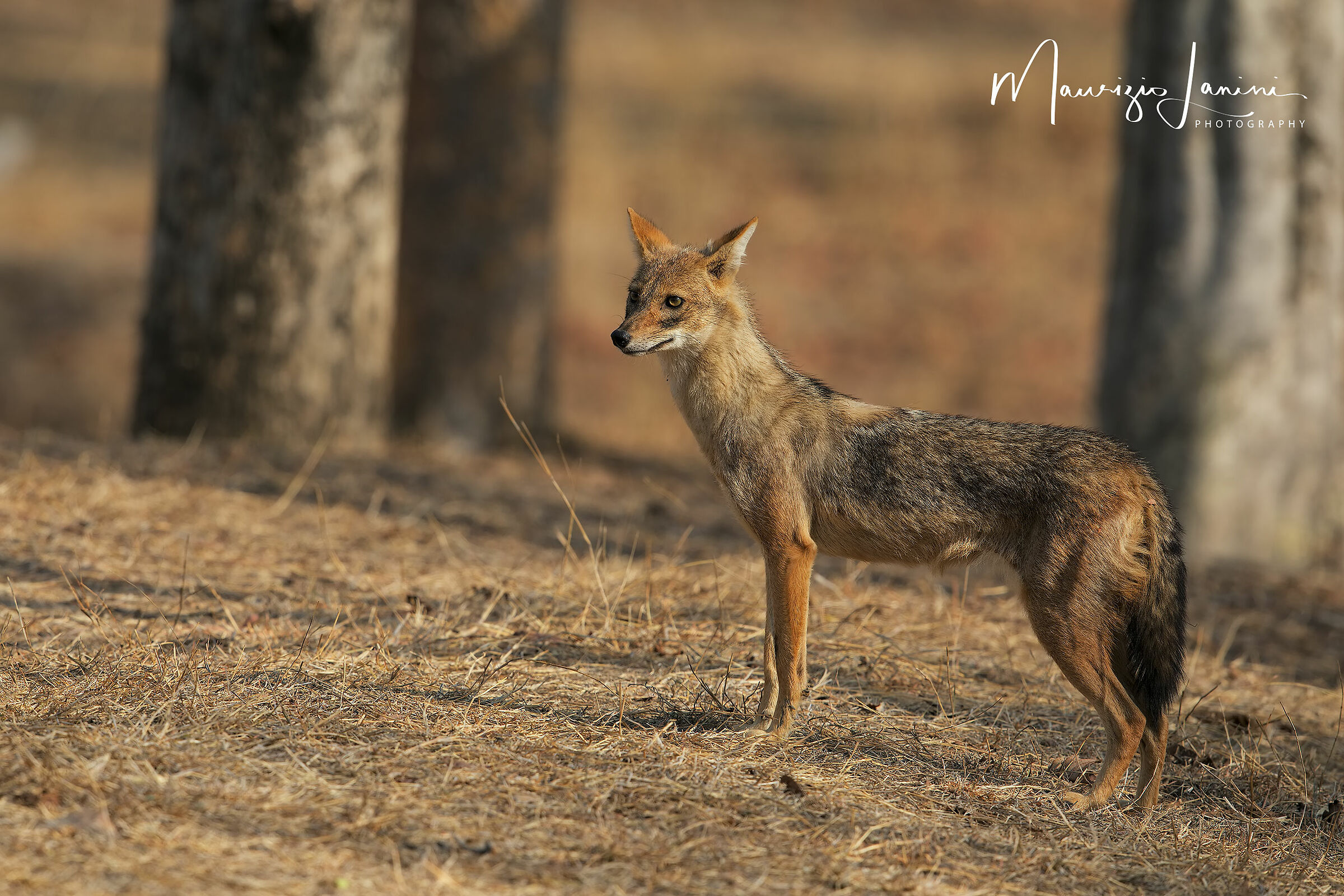 Indian Jackal