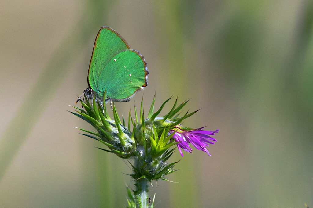 Callophrys Rubi